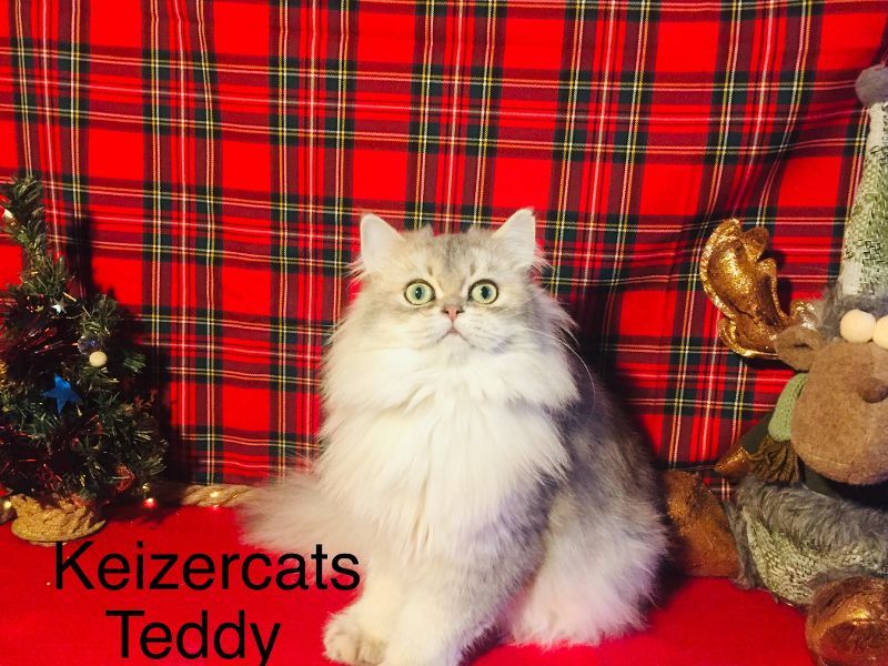 keizercats Teddy