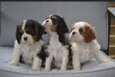 Chiots cavaliers king charles