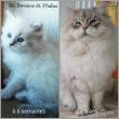 difference chaton adulte