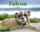 falcon mle dispo