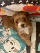 Cookie chiot male dispoible