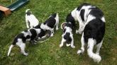 Reserver Chiots GRAND Epagneuls de Mnster