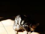 Chatons Bengals des Minis Felins
