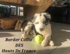 Border Collie Des Hauts de France 06 47 49 71 41