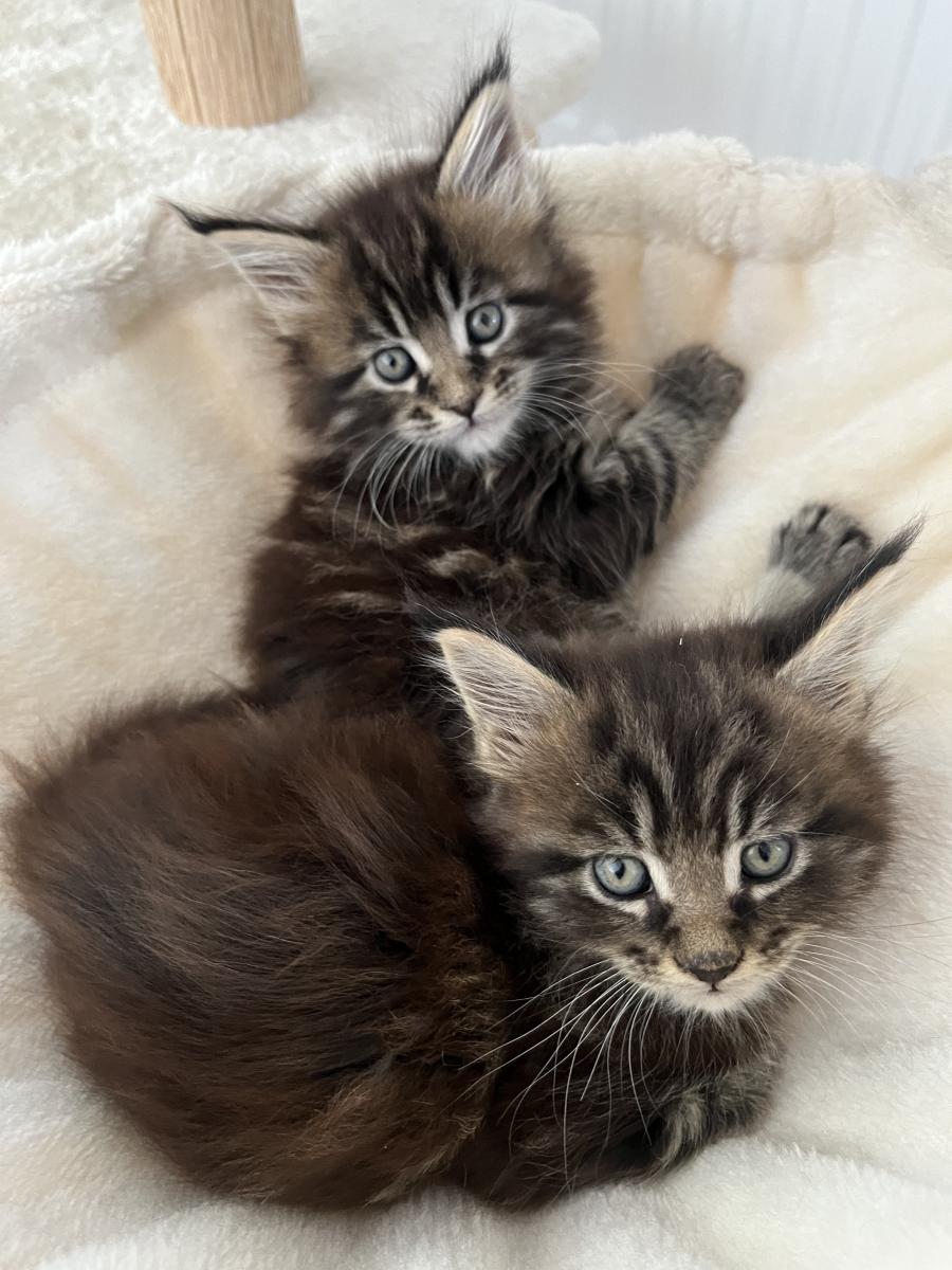 nos chatons disponibles