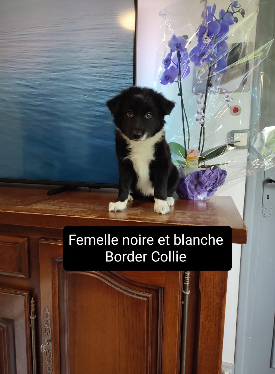 Border Collie des Hauts de France 06.47.49.71.41
