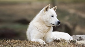 Acheter un chien Jindo coréen adulte ou retraité d'élevage