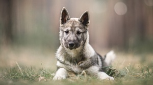 Petites annonces de vente de chiens de race Laika de sibérie occidentale