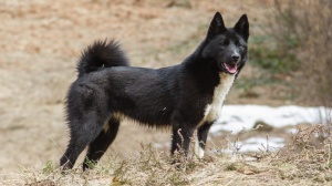 Petites annonces de vente de chien de race Laika russo-européen