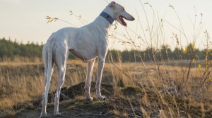 Élevages de Polish greyhound