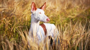 Acheter un chien Podenco d'ibiza poil lisse adulte ou retraité d'élevage