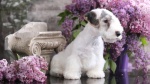 Standard de race Sealyham Terrier