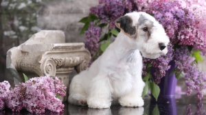 Petites annonces de vente de chiens de race Sealyham terrier