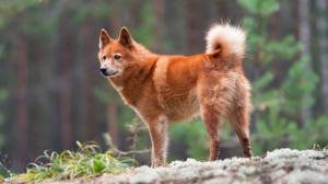 Petites annonces de vente de chien de race Spitz finlandais