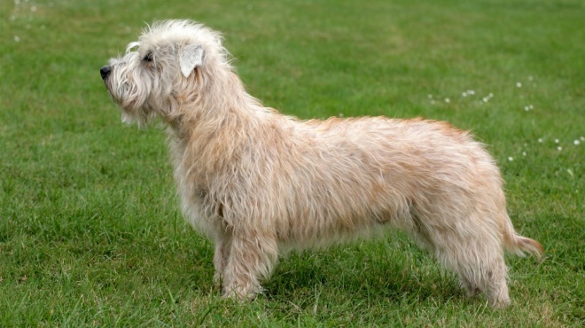 Irish Glen Of Imall Terrier
