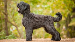 Adopter un chiot Terrier noir russe