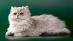 Cat's Cradle, élevage de British Longhair