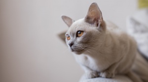 Petites annonces de vente de chaton adulte ou retraité d'élevage de race Burmèse anglais