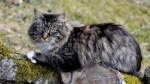 Patruscats*pt, élevage de Norvégien