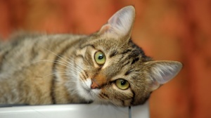 Petites annonces de vente de chaton adulte ou retraité d'élevage de race European shorthair