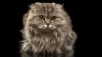 De Nouchka Owl Cat, élevage de Highland Fold