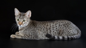 Petites annonces de vente de chaton adulte ou retraité d'élevage de race Mau egyptien