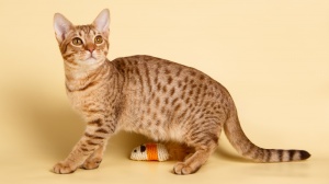 Petites annonces de vente de chaton adulte ou retraité d'élevage de race Ocicat