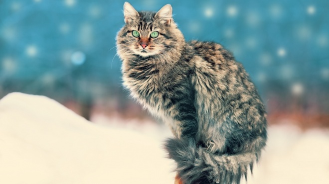 Sibérien chat Sibérien :