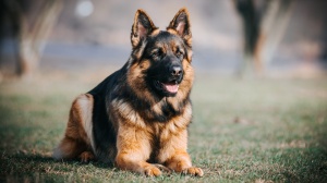 Acheter un chien Berger allemand à poil long adulte ou retraités d'élevage