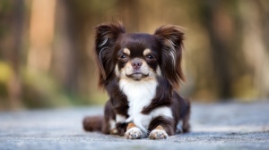 Petites annonces de vente de chiots adultes ou retraités d'élevage de race Chihuahua à poil long