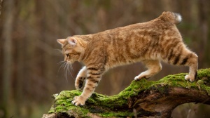 Petites annonces de vente de chats de race Kurilian bobtail poil court