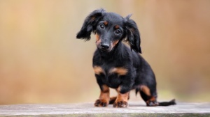 Chiots apparence teckel kaninchen poil long