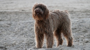 Acheter un chien Chien d'eau portugais poil long et ondulé adulte ou retraité d'élevage