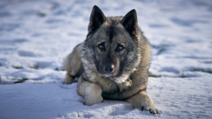 Petites annonces de vente de chien de race Chien d'élan norvégien gris