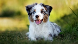 Petites annonces de vente de chiens de race Berger américain miniature