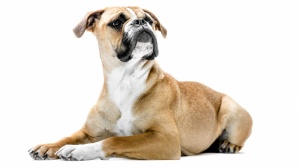 Petites annonces de vente de chiens de race Bulldog continental
