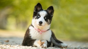 Petites annonces de vente de chiens de race Laïka de iakoutie