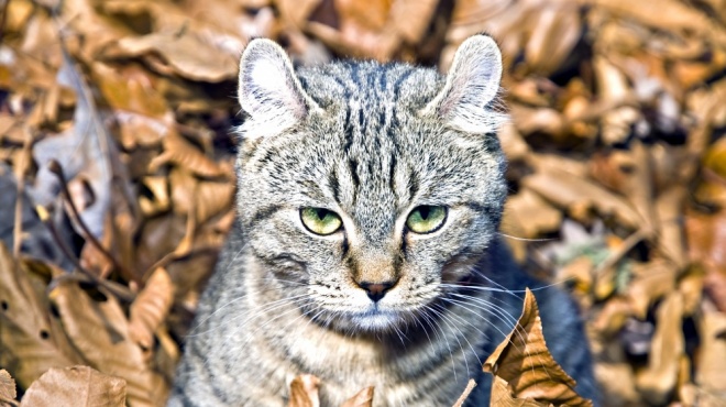 Lynx chat prix highland Élevage de