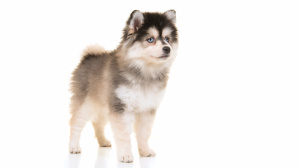 Acheter un chien Pomsky adulte ou retraités d'élevage