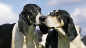 Acheter un chien Anglo-français de petite vénerie adulte ou retraité d'élevage