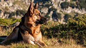 Acheter un chien Berger allemand à poil court adulte ou retraités d'élevage