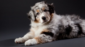 Acheter un chien Berger australien adulte ou retraités d'élevage