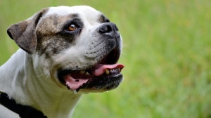 Acheter un chien Bulldog americain adulte ou retraité d'élevage