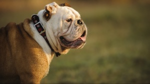 Adopter un chiot English bulldog