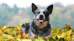Acheter un chien Australian cattle dog adulte ou retraité d'élevage