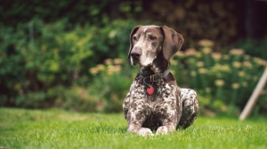 Acheter un chien Braque allemand à poil court adulte ou retraité d'élevage
