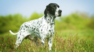 Petites annonces de vente de chiens de race Braque d'auvergne