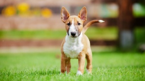 Petites annonces de vente de chien de race Bull terrier miniature