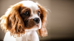 Petites annonces de vente de chiens de race Cavalier king charles spaniel