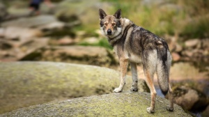 Afficher le standard de race Saarloos Wolfhound